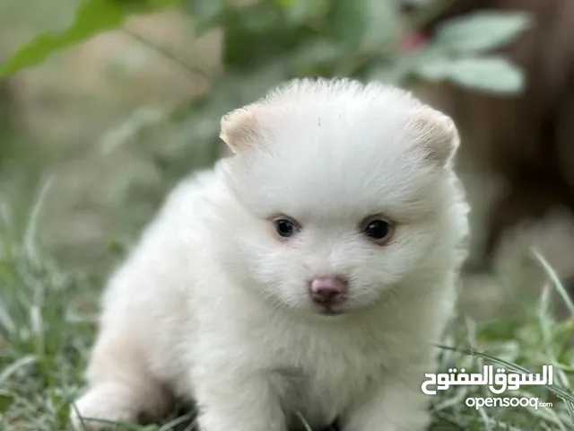جرو بومرنيان اصل بدون تهجين