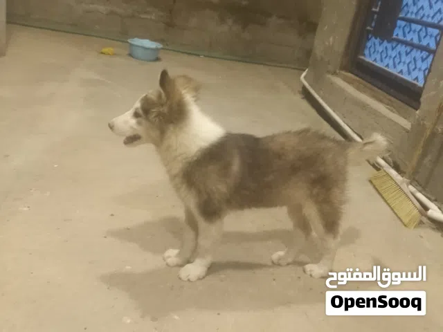 كلب هاسكي العمر 12 شهر نظيف