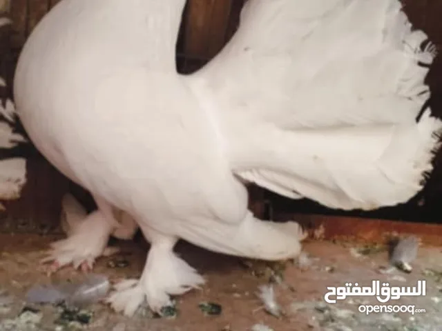 حمام زاجل ويوجد حمام زينة طاوس للبيع