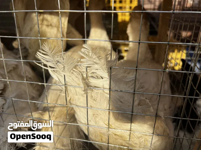 للبيع بط بلدي صحة ممتازة ونشاط عالي، تربية نظيفة وأحجام كبيرة ما شاء الله مضمونه وأسعار مناسبة مضمون