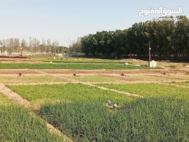 Southeast Land for Rent in Al Ain Al Faqa’a