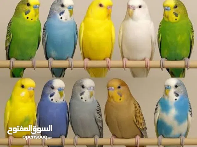 عصافير كناري بادجي(طيور الحب)بيع زوج مع القفص.تخفيض مناسبة اقتراب العيد...