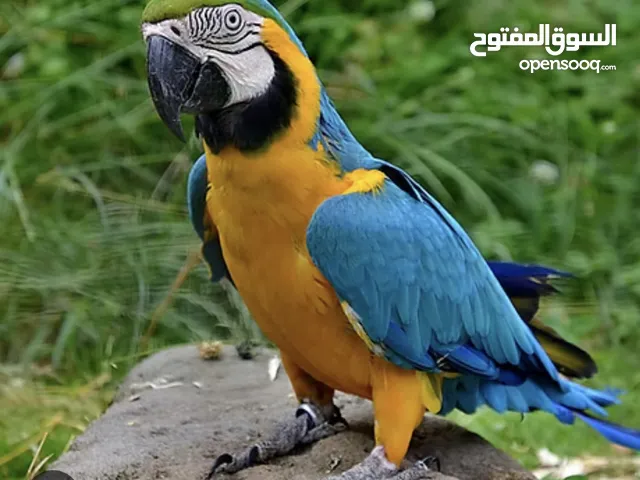 Macaw blue and golden