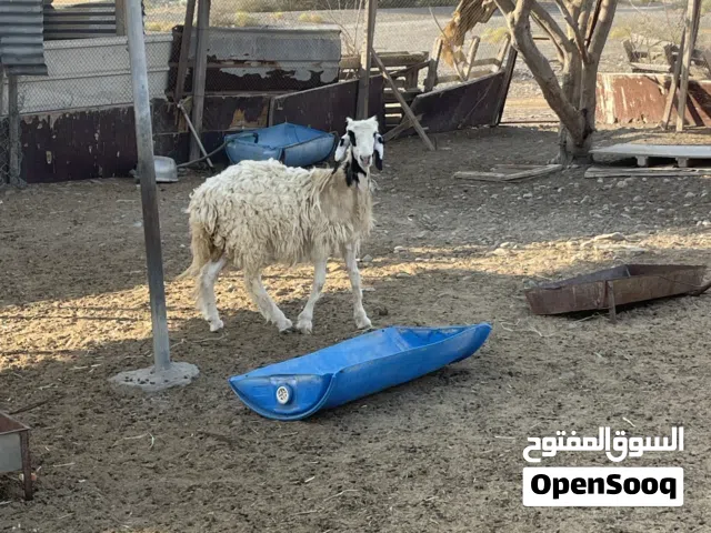 جاعدة حملة