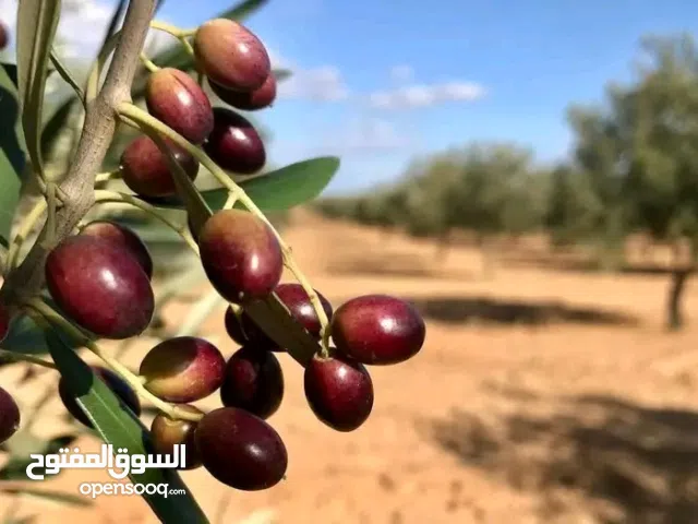زيت زيتون غريان