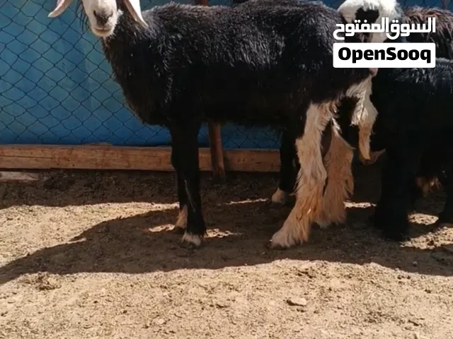 نجديات ثنتين توب توب وحده عبور معها وحده خروف