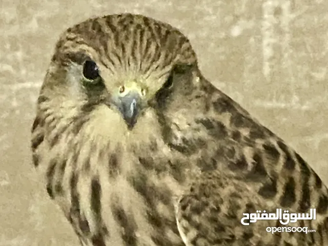 طير شرياص مع الوكر والبرقع