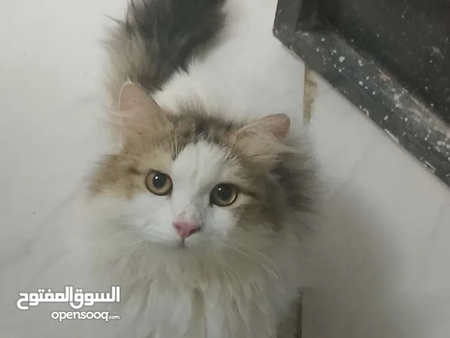 قط للبيع بسعر مناسب جدا