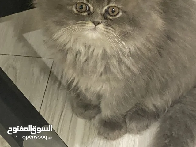 قطو سكوتش فولد هاف بكي نادر جداً