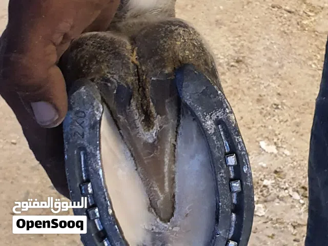 بيطار أو محذي أحصنة في الغربية (خبرة 20 سنة في دبي والمملكة)