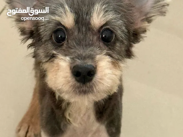 جرو شيتزو أنثى شهرين ونصف محلوق الشعر