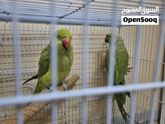 للبيع مع القفص والاكل