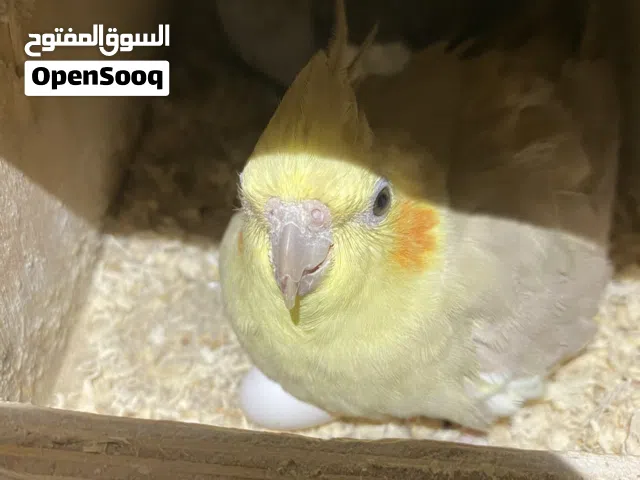 زوج كوكتيل منتج