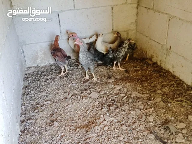 فراخ للبيع العمر 3 شهور