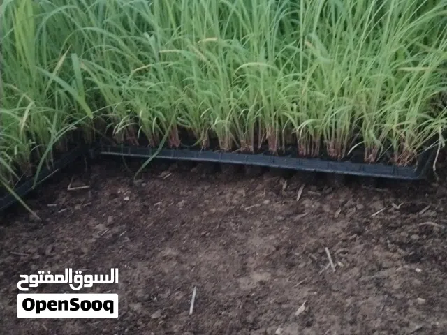 عرض خاص شتلات (البونيكام الصحن ريال)