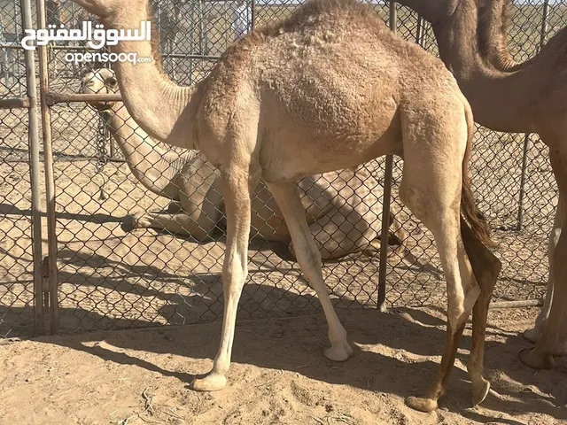 جعود حوار للبيع طياح شهر 2 سلالة ركض