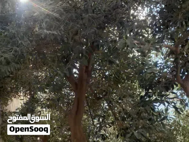 شجر زيتون منزلي عدد 3 للبيع العمر 20 سنه حجم كبير 150 دينار  لل 3 شجرات شفا بدران دوار الحجاج