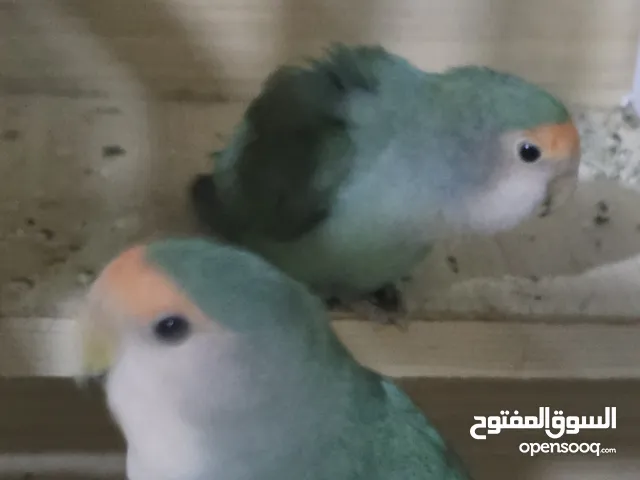 الساام عليكم زوج غندوره روز من انتاجي طيور منتجات وحلوات السعر70الف