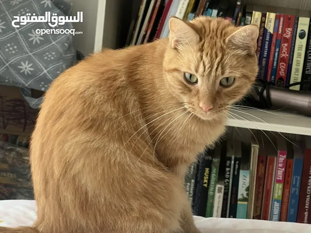 Cats Looking for good home. 1 Male and 1 Female cats for adoption. Free of charge.