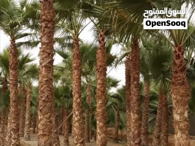 مقاول شبوك مزارع با انواعها وقسم خاص التوريد النخيل وتراث