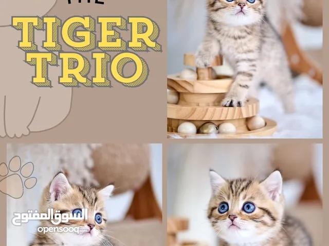 Scottish British shorthair longhair kittens British shorthair Scottish fold kittens Scottish