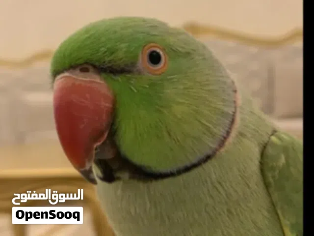 متوفر بغبغاء دره ذكر نص أليف يصعد على ايد ومايعض أبدله أو ابيعه