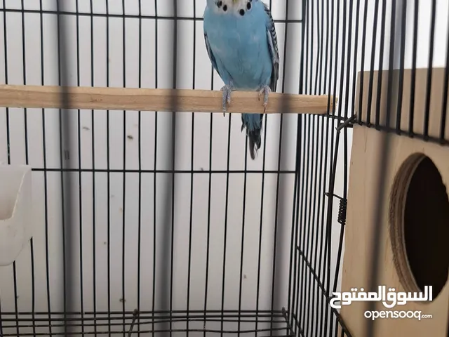 عصافير بادجي للبيع بادجي 2 حبات او بيضة 2 حبات او قفص