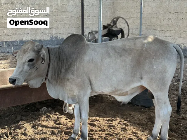للبيع ثور مطعوم