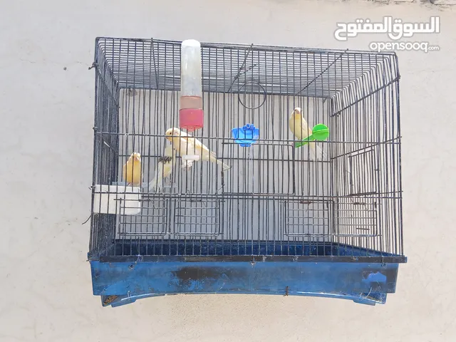 موجود اربع فراخ كنارات للبيع