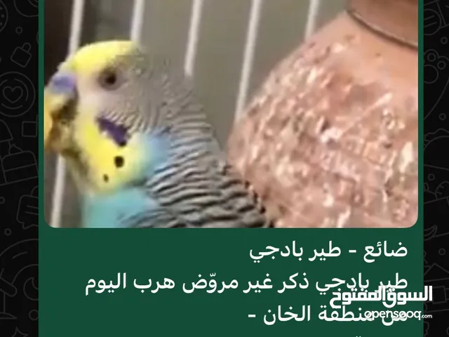 طائر باجي مفقود