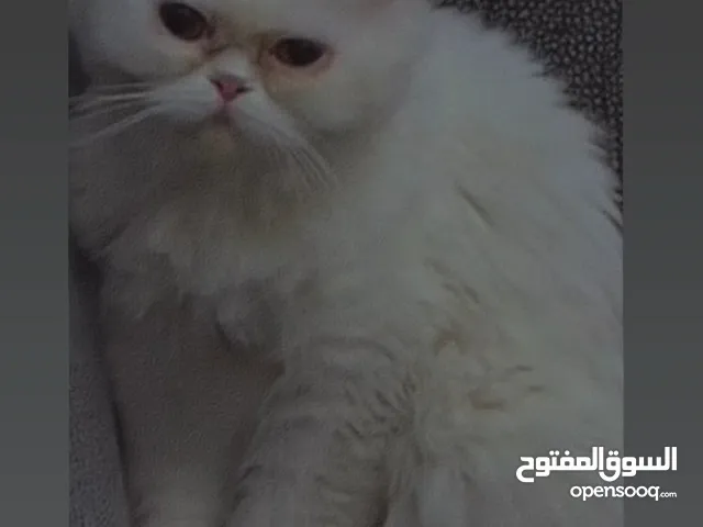 Fluffy white Persian cat - looking for a home needs company to adopt her