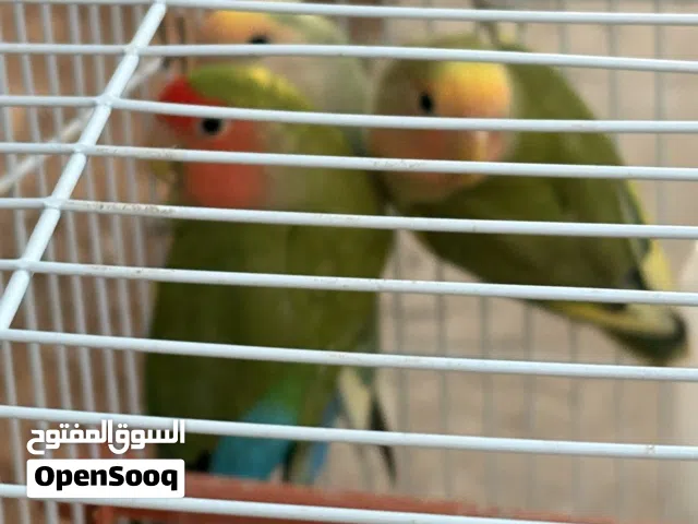 كوبيه بركاديلو معاهم فرخ