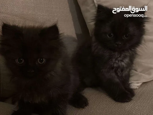 قط شيرازي persian