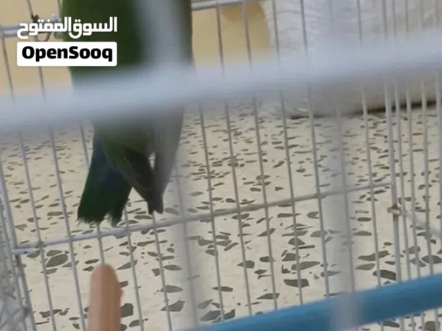 أقر الوصف سعرها ساوم