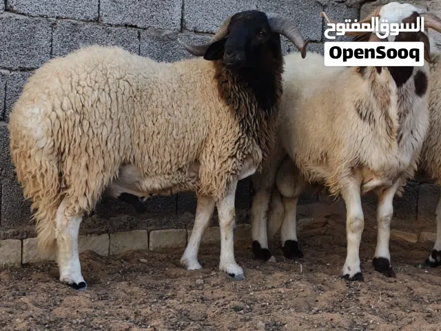 اضاحي للبيع