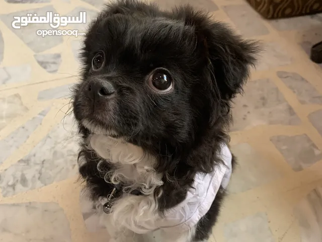 كلب زينه عمر خمس شهور