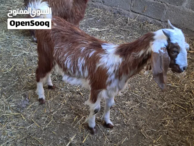 سخلان 2 للبيع ما شالله عليهن
