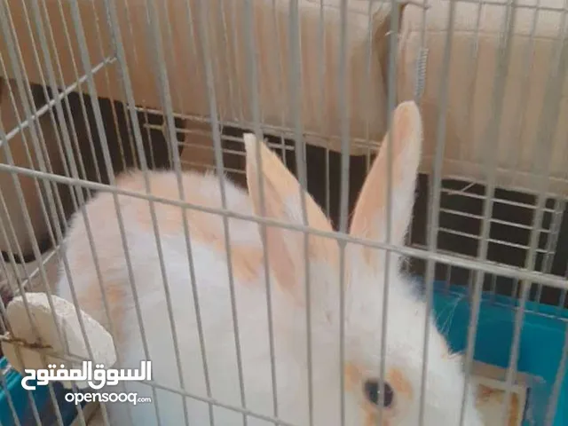 نتايه ارنب