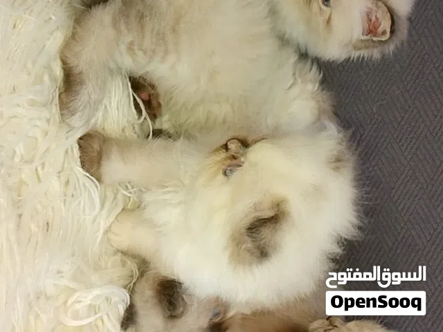قطط صغيرة اللبيع _بصفحه ممتازة