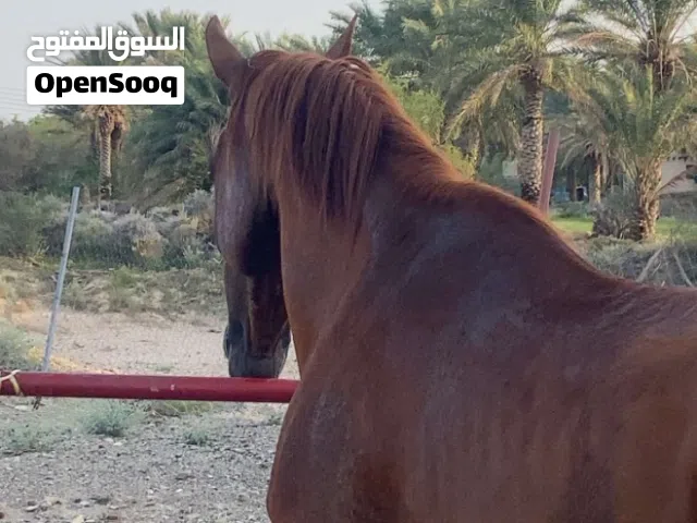 حصان عربي اصيل