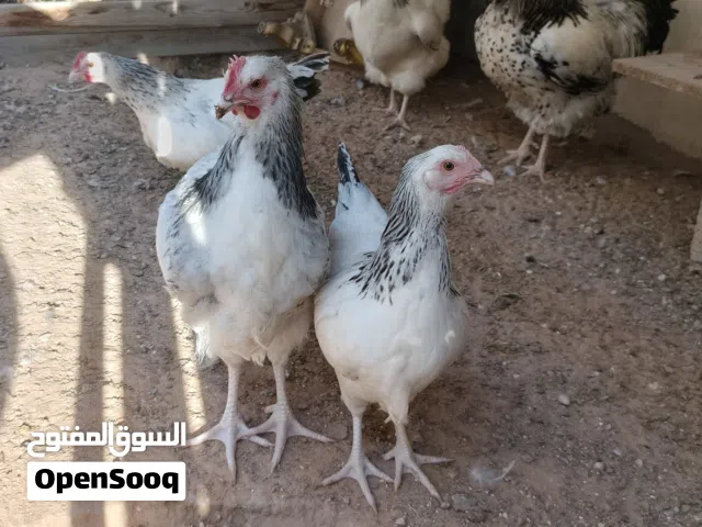 دجاج سايكس اصلي