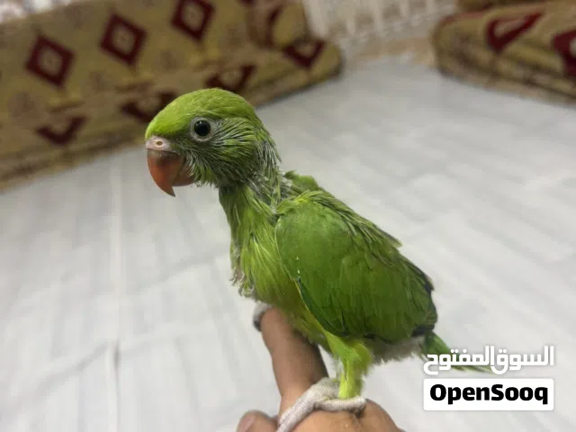 دره هندي فريخ
