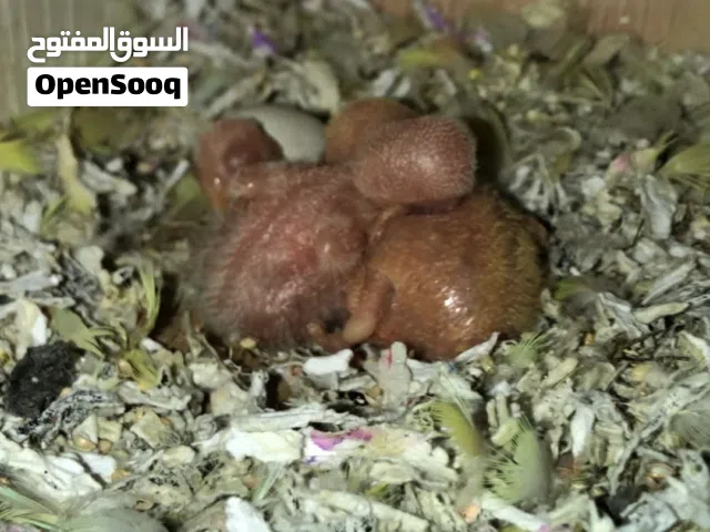 عصافير حب 2 فراخ +فراخ عصافير روز لاتينو 3 فراخ و بيضة مو فاقسة + زيبرا فينيش هدية بسعر حرق 3 زواج