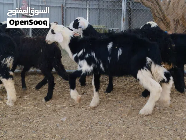 كباشه وحملات نجديات للبيع