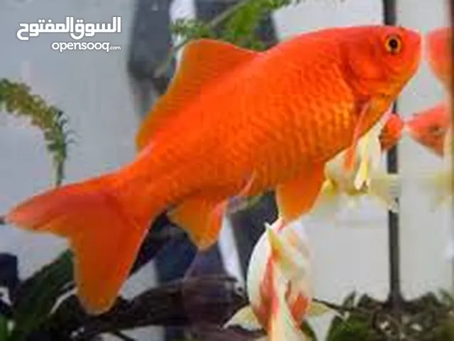 قولد فيش توصيل فقط
