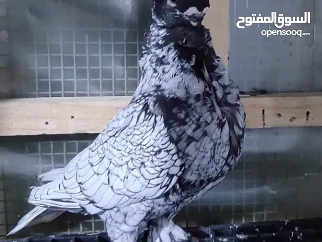 مطلوب مطلوب زوج بلادنيت