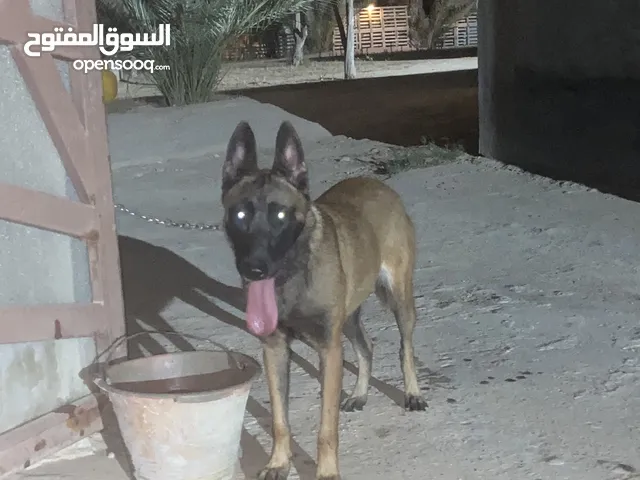 انثى ولف بلجيكي مالينوا
