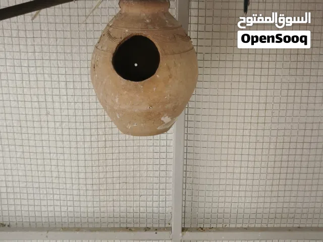 البادجي العدد 8 محليه المعبيلة