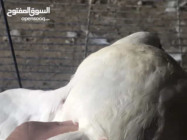 حمام لاحم الزاوج بالمحاكر كم يوجد زغليل