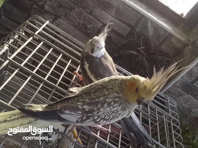 جوز كوكتيل للبيع او للبدل على حمام